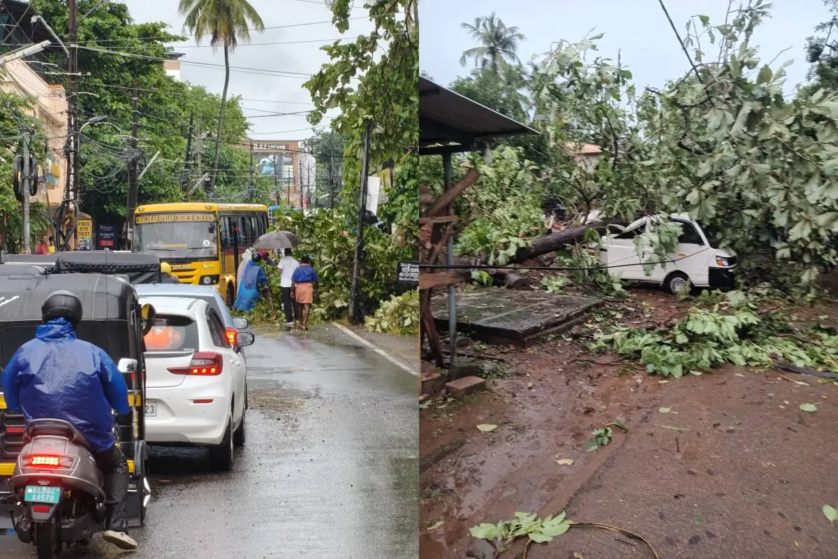 Traffic disrupted, tree fell in the parking area of school