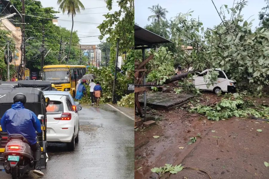 Strong winds in Thrissur uproot trees, disrupt traffic and power supply