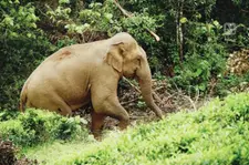 കാട്ടാന ആക്രമണം വീണ്ടും; നിലമ്പൂരിൽ വയോധികയ്ക്ക് ഗുരുതര പരിക്ക്; ആക്രമണം ജോലിക്ക് പോകുന്നതിനിടെ