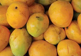uae-mango-season-begins-with-slight-price-increase-news-minimalist