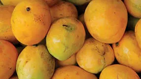 UAE Mango Season Begins With Slight Price Increase News Minimalist uae-mango-season-begins-with-slight-price-increase-news-minimalist