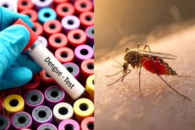 Dengue is no longer a monsoon disease: why are cases coming earlier every year?