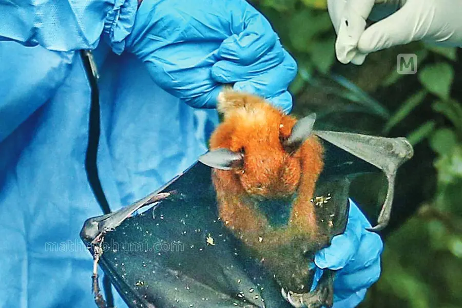 Nipah Virus