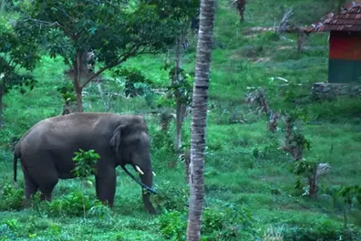 Kerala's elephant conflict deepens: Three injured in twin Palakkad incidents