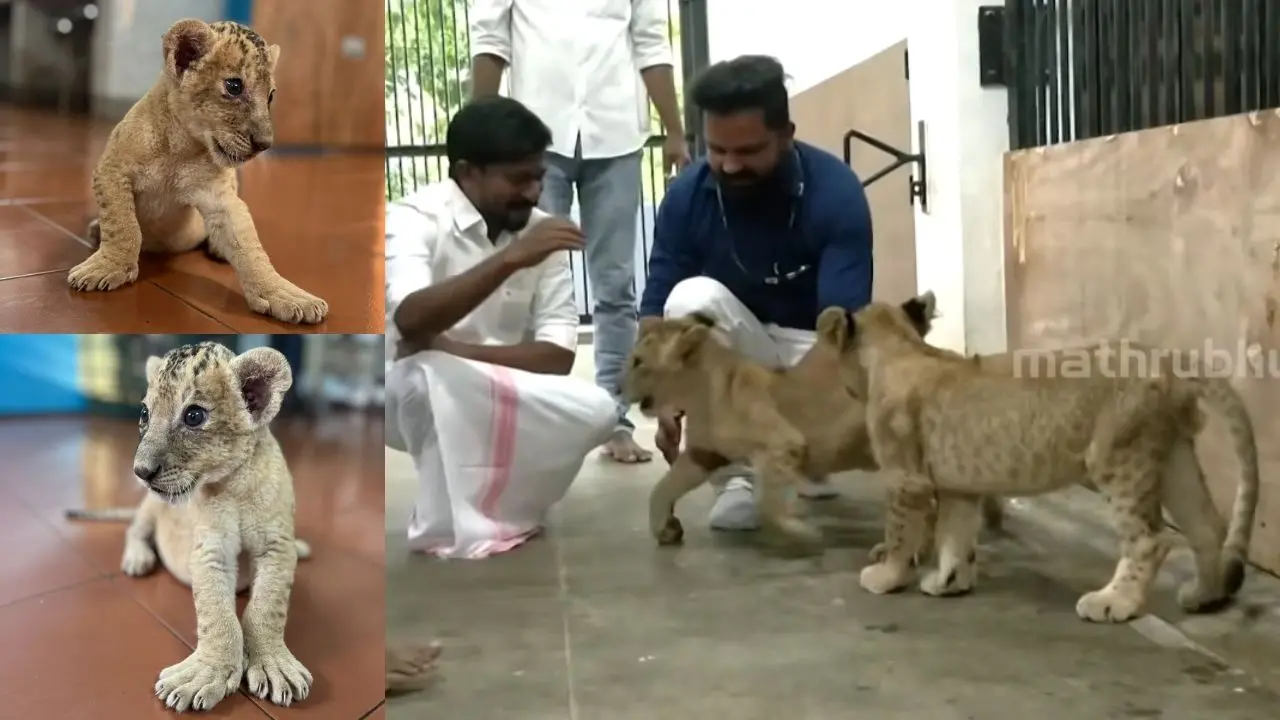 Minister meets Thiruvananthapuram Zoo’s viral lion cubs, Simba and Soori | VIDEO