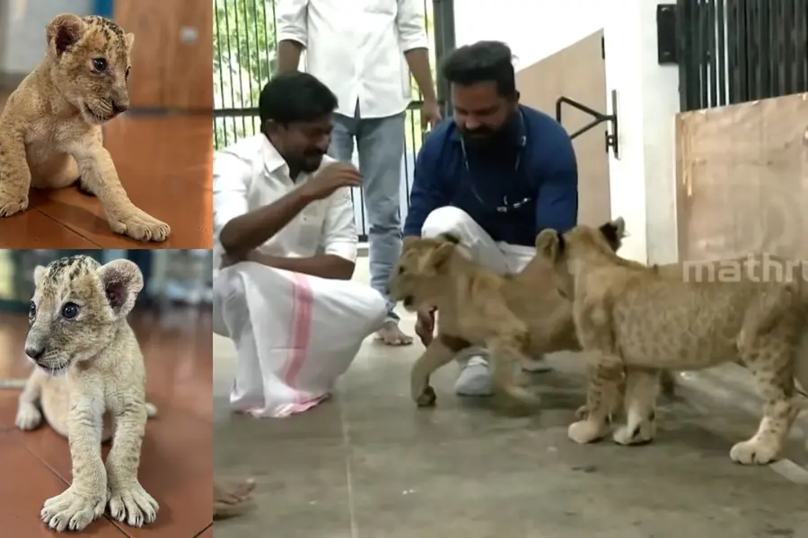 Lion-Cubs-OJ-Janeesh