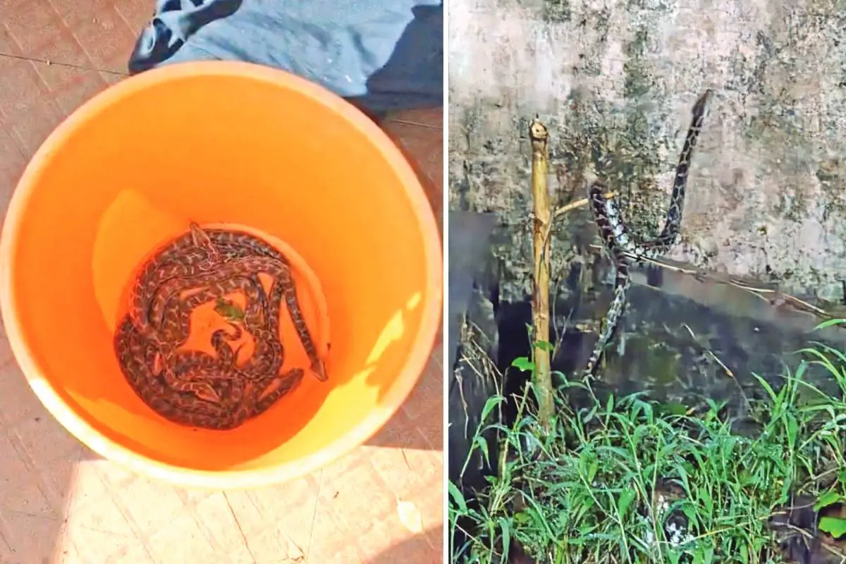 Python hatchlings found on the compound of a house at Poonkunnam, Thrissur.