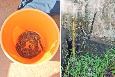 19 Python hatchlings shock family in Thrissur...under car seat, inside fuel tank