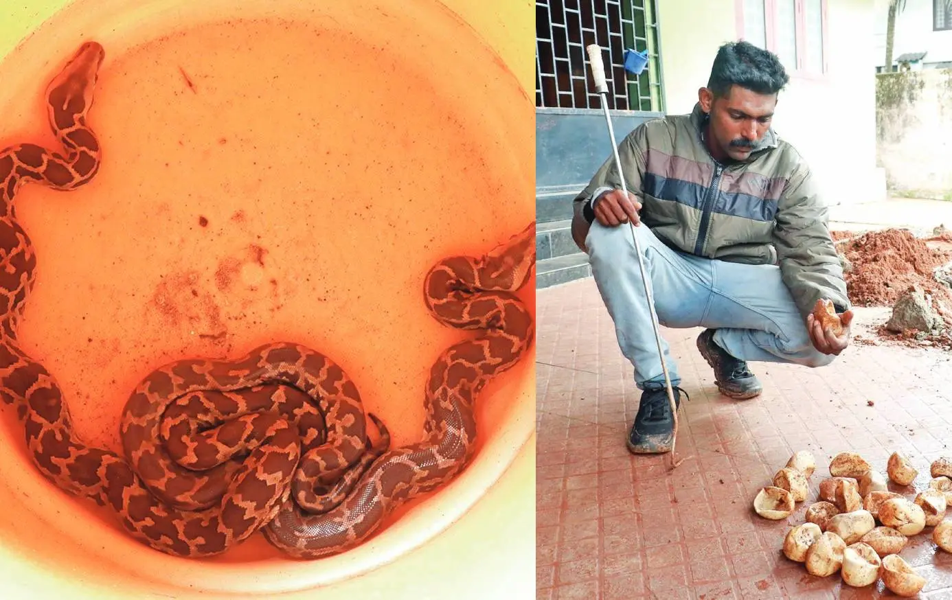 വെള്ളിയാഴ്ച പൂങ്കുന്നത്തെ വീട്ടിൽനിന്ന് കണ്ടെത്തിയ രണ്ട് പെരുമ്പാമ്പിൻകുഞ്ഞുങ്ങൾ,പെരുമ്പാമ്പിൻകുഞ്ഞുങ്ങളെ കണ്ടെത്തിയ പൂങ്കുന്നത്തെ വീടിന്റെ മതിൽ പൊളിച്ച് പരിശോധിച്ചപ്പോൾ കണ്ടെത്തിയ പാമ്പിൻമുട്ടകളുമായി സ്നേക്ക് റെസ്ക്യൂവർ ക്ലീറ്റസ്