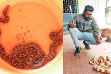 18 പെരുപാമ്പിൻകുഞ്ഞുങ്ങളെ വലയിലാക്കി;ആശ്വാസത്തിൽ പൂങ്കുന്നത്തെ വീട്