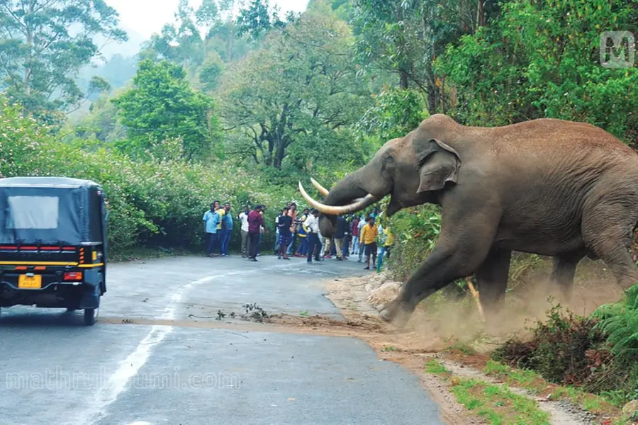 കാടിറങ്ങുന്ന വന്യജീവികൾ; തകരുന്ന കാർഷികമേഖലയും പൊലിയുന്ന മനുഷ്യജീവനും