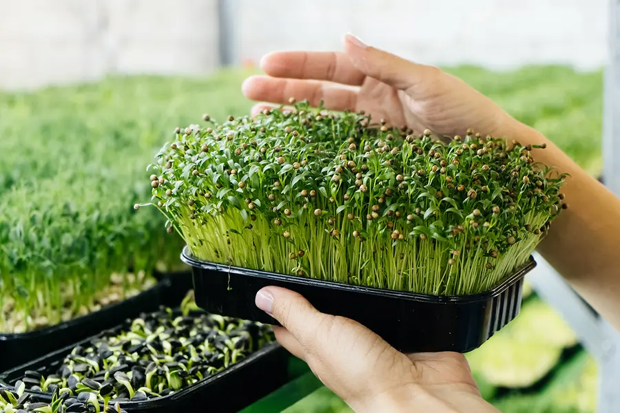 microgreens