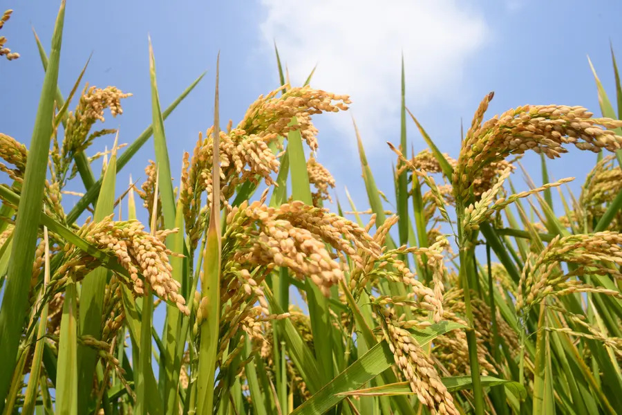 Kharif crop