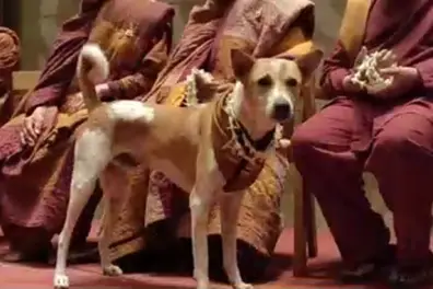 Aloka the Peace Dog, once a stray, inspires hundreds at Gurugram gathering