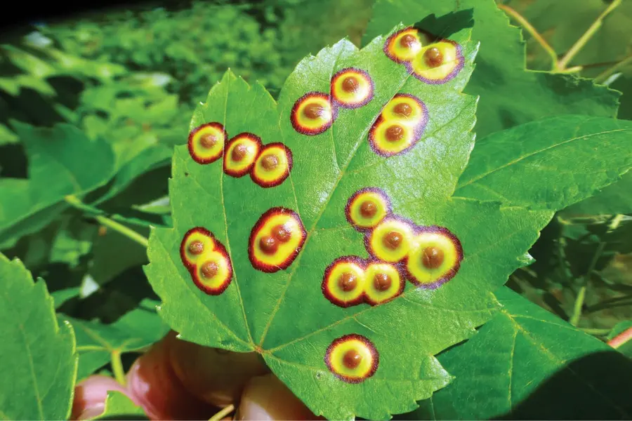 leaf disease