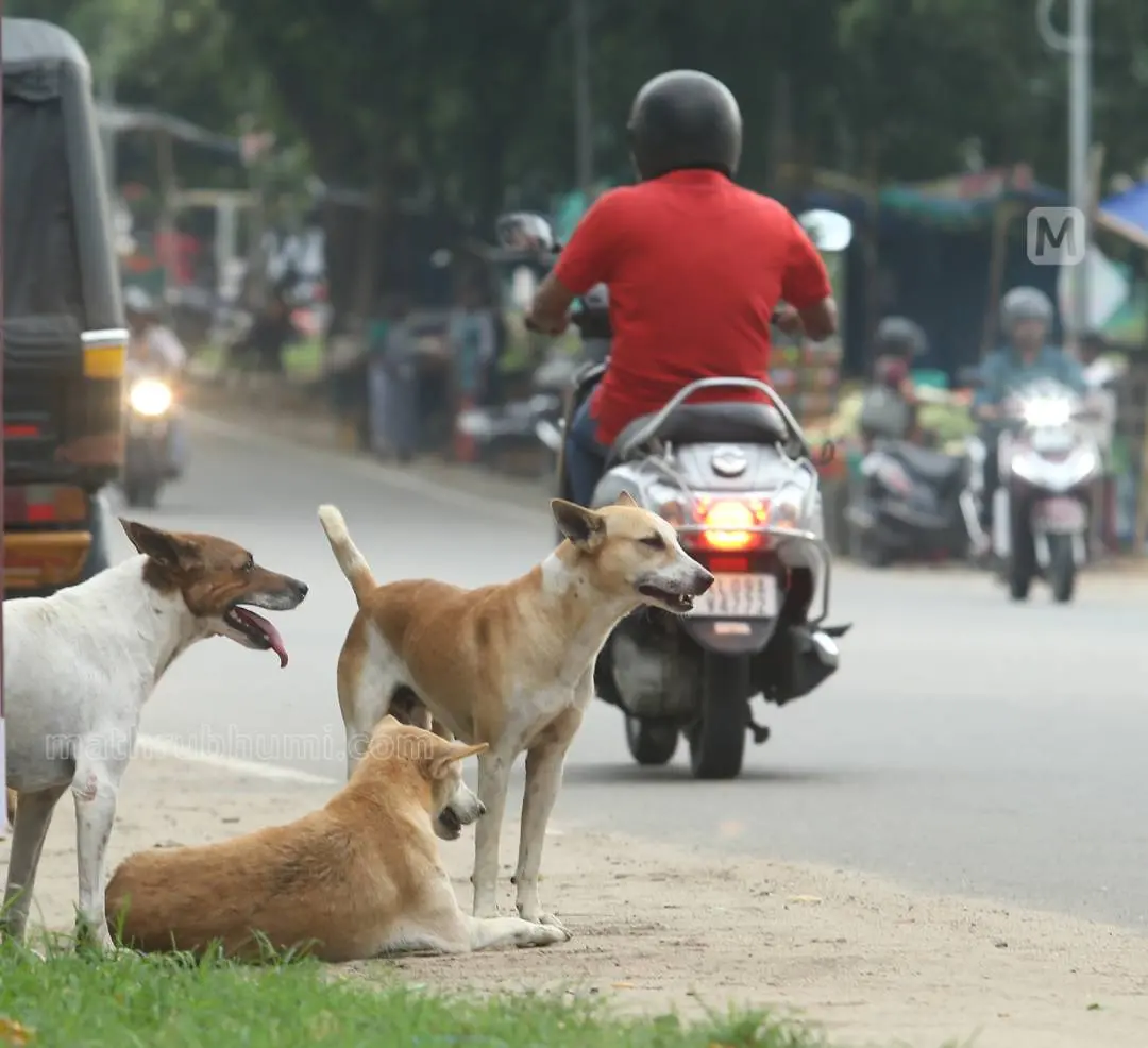 പ്രതീകാത്മക ചിത്രം