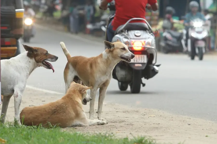 തെരുവുനായ പിന്തുടർന്നതിനെ തുടർന്ന് സ്കൂട്ടർ നിയന്ത്രണം വിട്ട് മറിഞ്ഞ് യാത്രികയ്ക്ക് ദാരുണാന്ത്യം