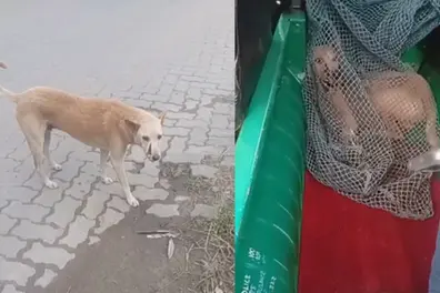 Dog found with severe facial wound, exposed teeth in Kochi; police complaint alleges brutal attack