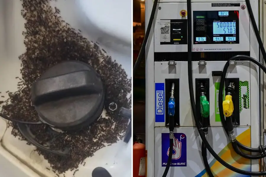 E20 Fuel and Ants