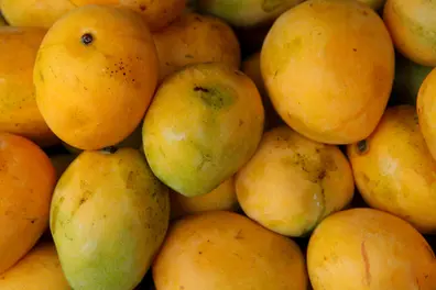 ISKCON Patna hosts grand mango festival; Lord Jagannath offerings and mango mahaprasad draw devotees