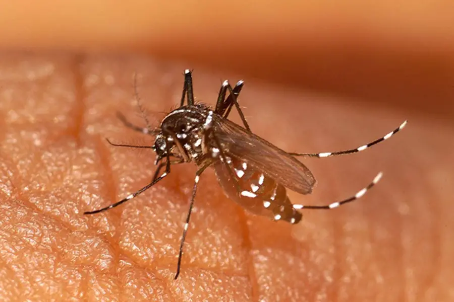 Mosquito Prevention