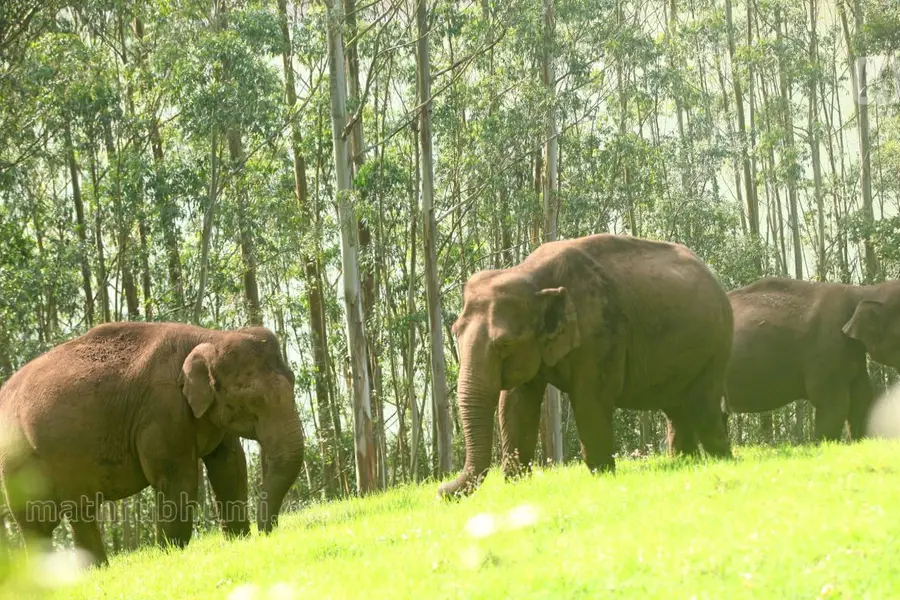 wild elephant