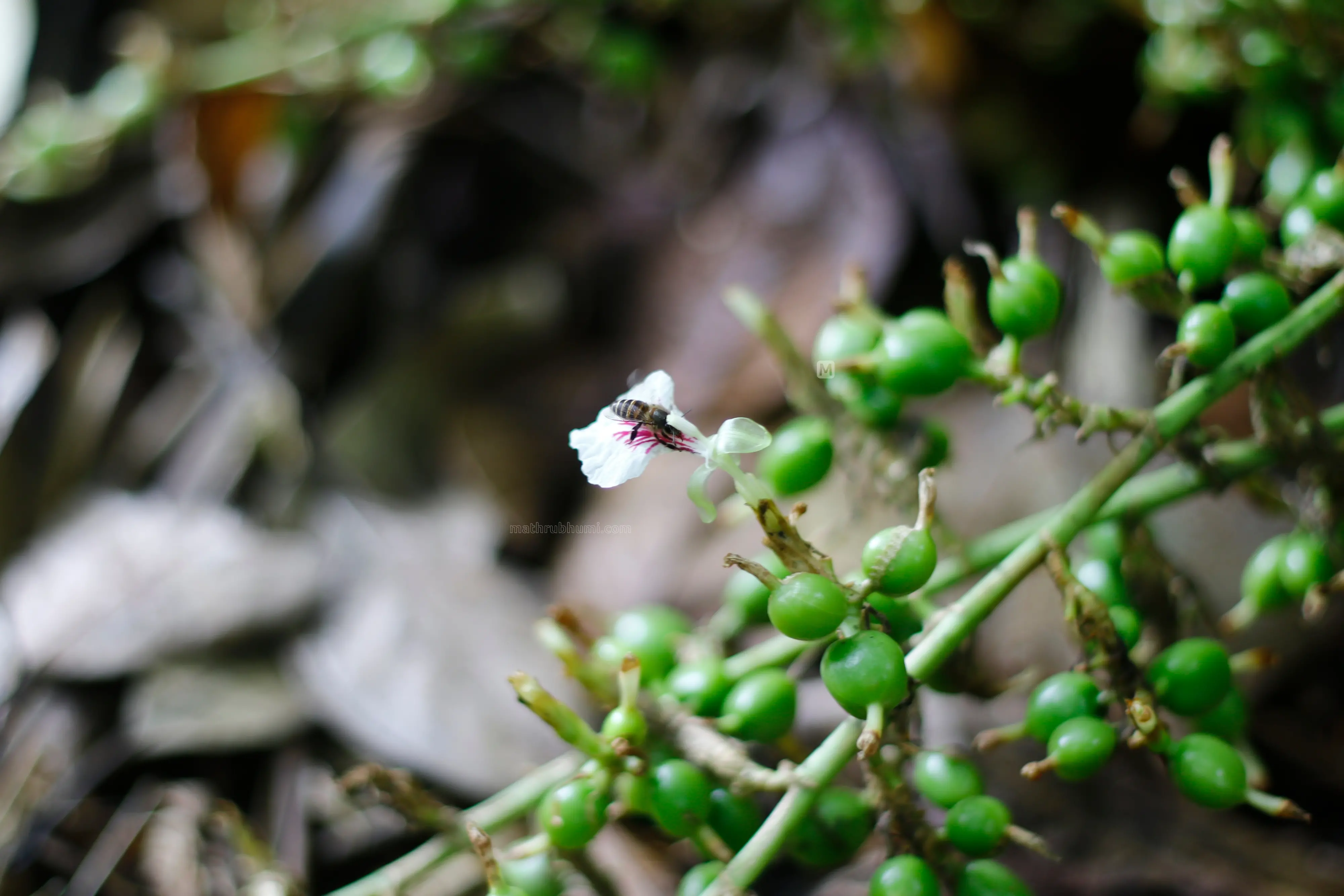 പ്രതീകാത്മക ചിത്രം | Photo: Mathrubhumi