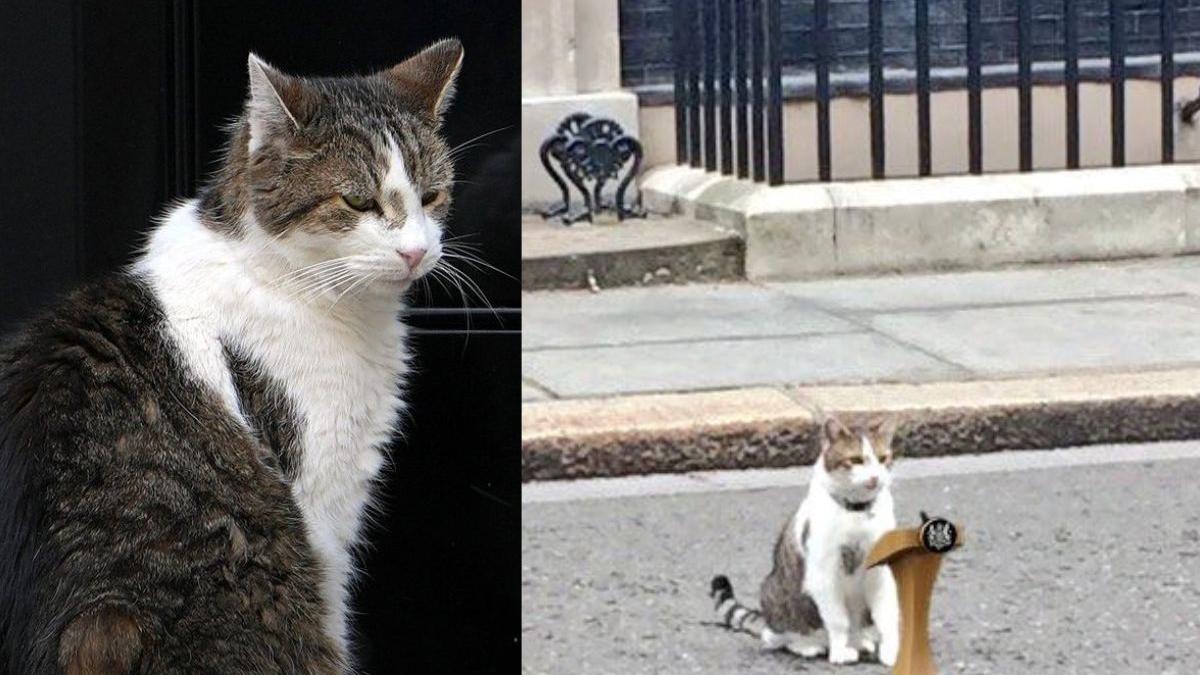Britain has changed leaders six times. Larry the Cat? Still holding his post at No. 10. | WATCH