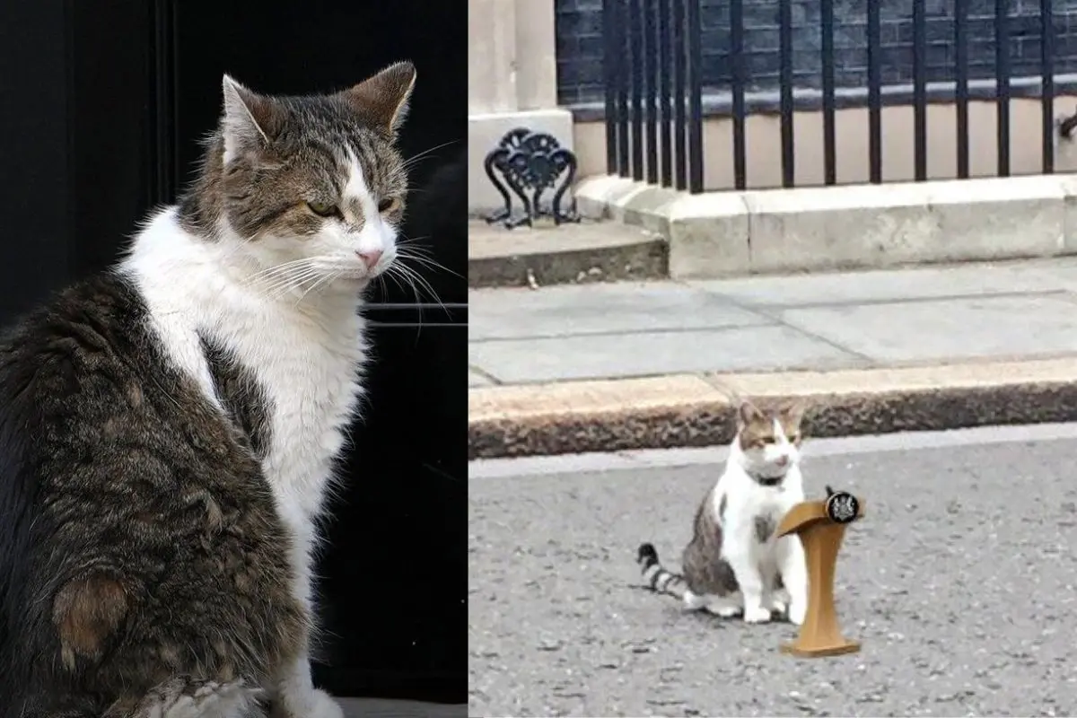 Larry the cat (Photos: X)