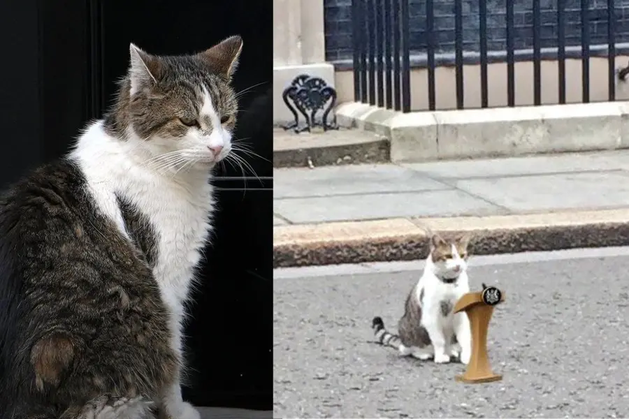 larry-cat
