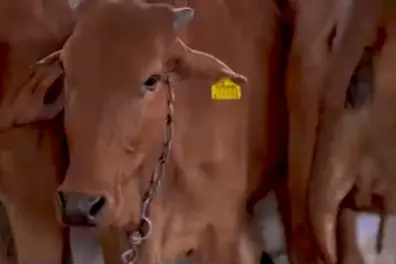 Jharkhand dairy revolution: How a 90% female calf rate could change farming