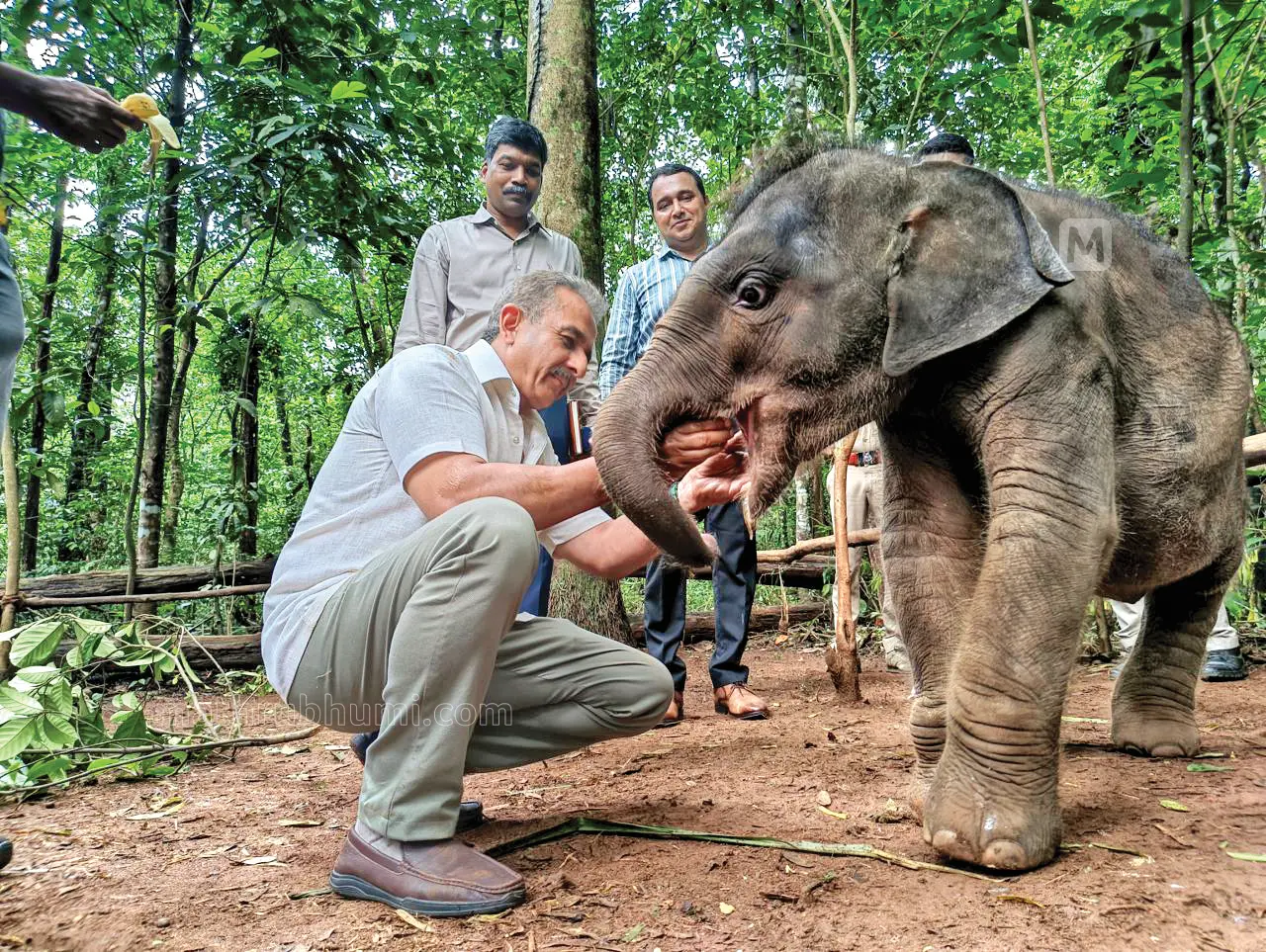 Union Minister of State for Environment and Forests Kirti Vardhan Singh affectionately interacts with the one-year-old female elephant calf at the sanctuary.