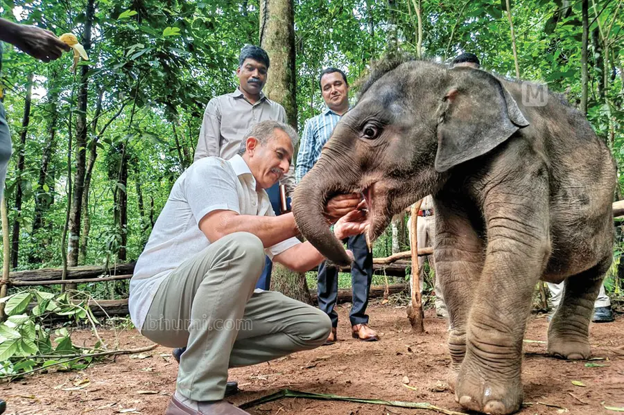 From Delulu to Maya; Union Minister names rescued elephant calf at Kodanad Sanctuary