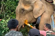 കോതമംഗലത്തെ കാട്ടാനയെ മയക്കുവെടിവെച്ച് പിടികൂടി; റേഡിയോ കോളർ ധരിപ്പിച്ചു