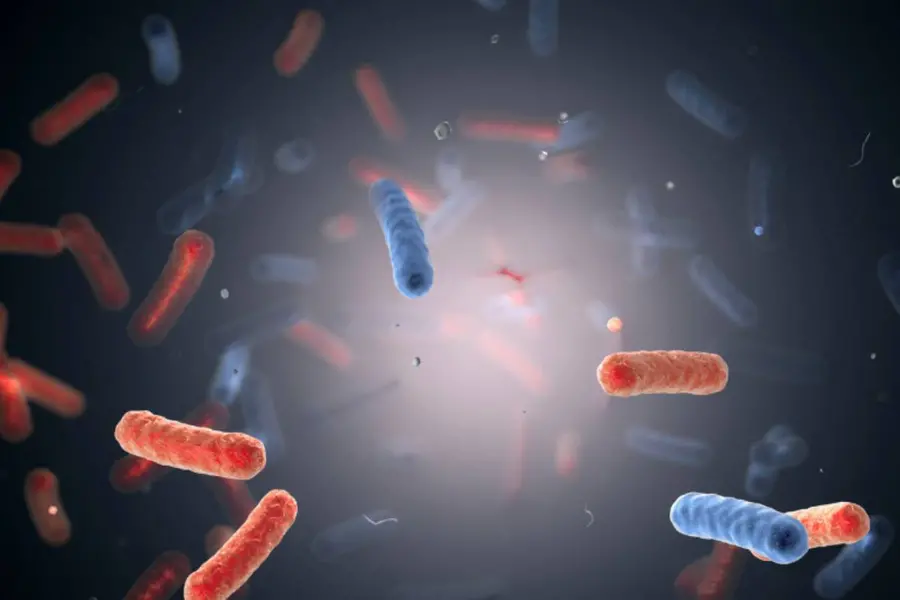 shigella