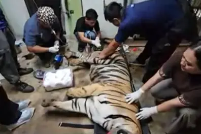 Mizoram Bengal tiger Adyasha gets life-saving treatment at Aizawl Zoological Park