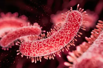 Shigella alert in Kerala as cases climb to 267; outbreaks declared in four districts