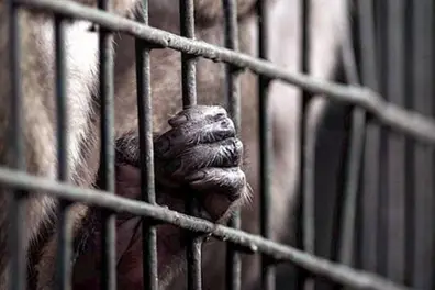 20,000 wildlife trade posts, Ad revenue: Meta faces explosive trafficking allegations