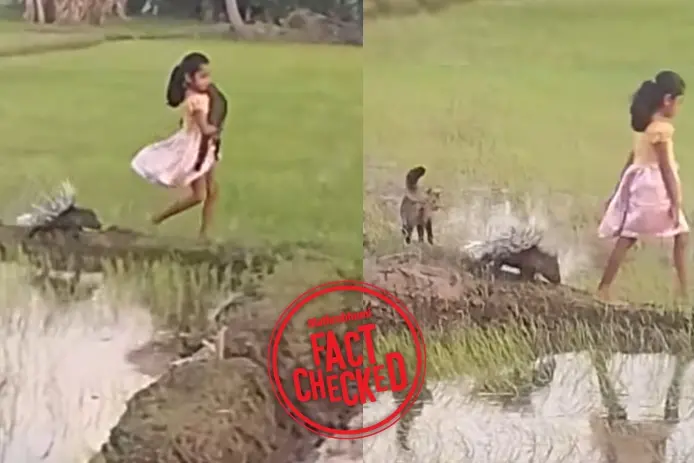 മുള്ളൻപന്നിയും പെൺകുട്ടിയും; വൈറൽ വീഡിയോ ബംഗ്ലാദേശിലേതല്ല, ശ്രീലങ്കയിൽ നിന്നുള്ളത് | Fact Check
