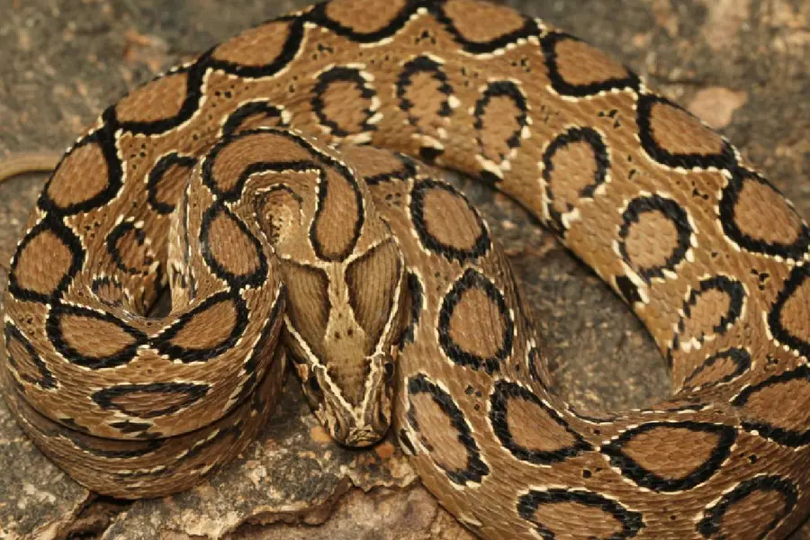 russels viper