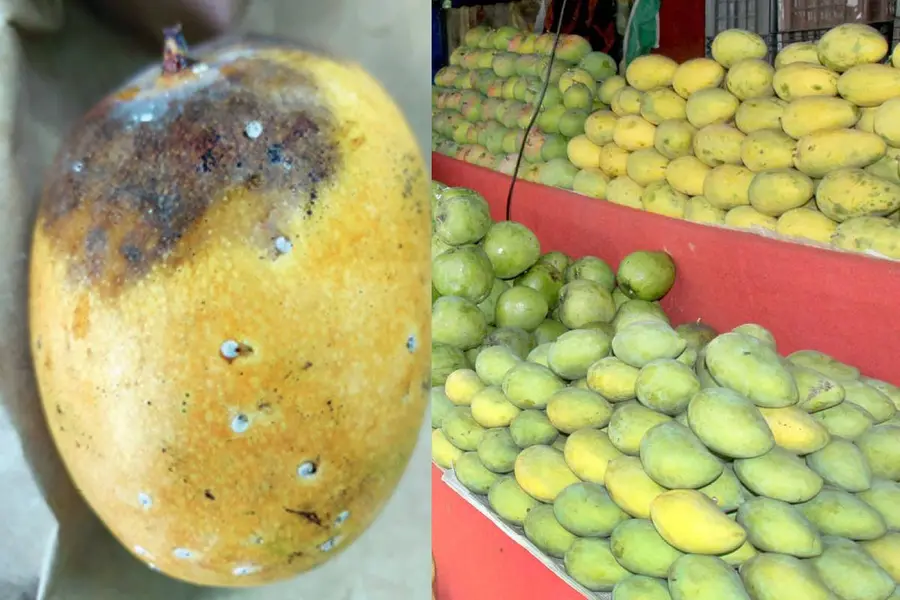 വിപണിയിൽ സജീവമായി അന്യസംസ്ഥാന ഇനങ്ങൾ; 'കയ്ക്കും' ഈ മാമ്പഴങ്ങൾ കഴിച്ചാൽ