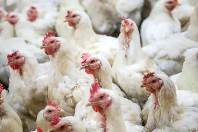Will chicken cost more soon? Kerala poultry farmers warn of pressure from rising feed costs