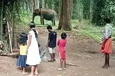 കാട്ടാനയും നാട്ടുകാരും കൂട്ടായി; ചന്ദ്രോത്തുകാർക്ക് ഇവൾ ലക്ഷ്മി, നാടിന്റെ അരുമ