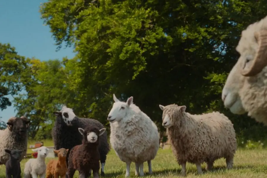 the sheep detectives