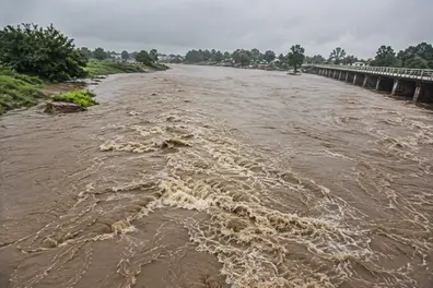 MP: Narmada river swells in Dindori as heavy rainfall lashes the region