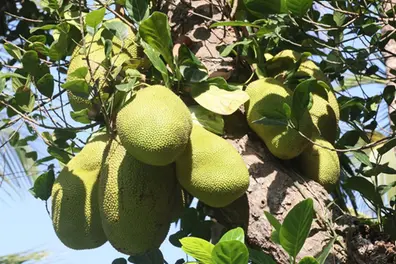 Rs 600 a kg: How Kerala's jackfruit travels by chartered flight to fetch 60 times its local price