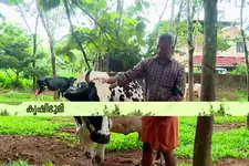 കുറഞ്ഞ സ്ഥലത്ത് ഒരുപാട് കൃഷി! സ്വന്തം പരീക്ഷണങ്ങളിലൂടെ വിജയം കൊയ്ത് ഒരു വയനാടൻ കർഷകൻ