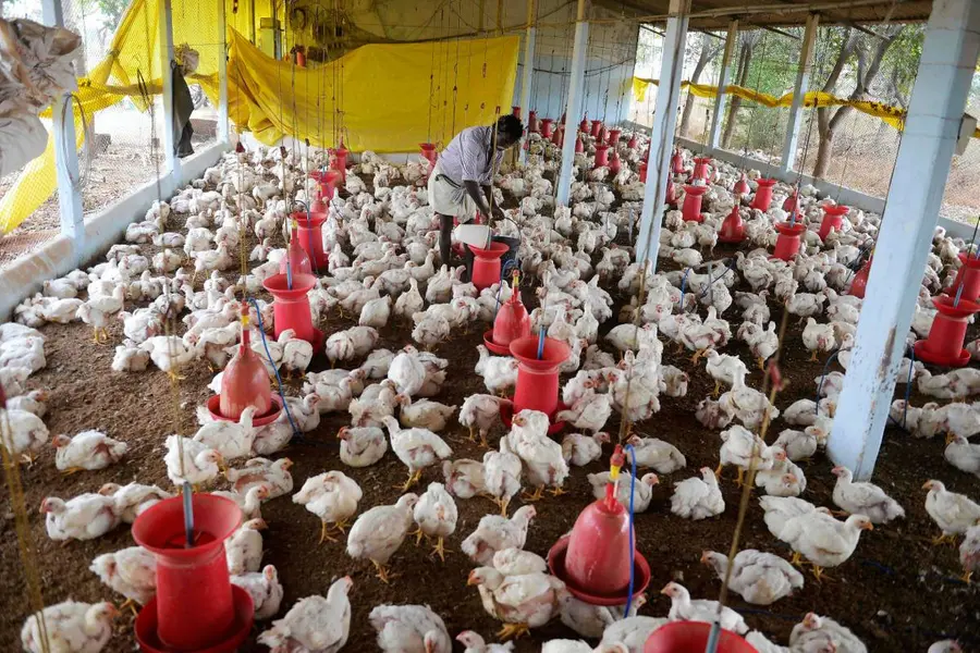 Poultry Farm