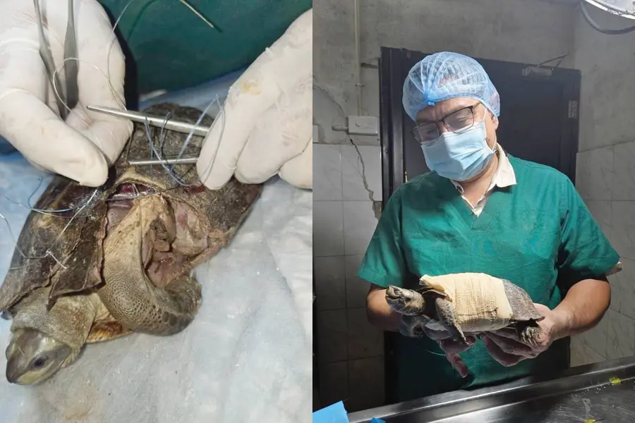 turtle_surgery