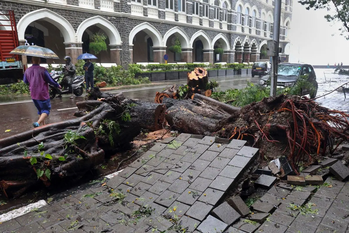 An uprooted tree lies on ground after heavy rain and gusty winds, near Gateway of India in Mumbai, Monday, July 6, 2026 (Photo: PTI)